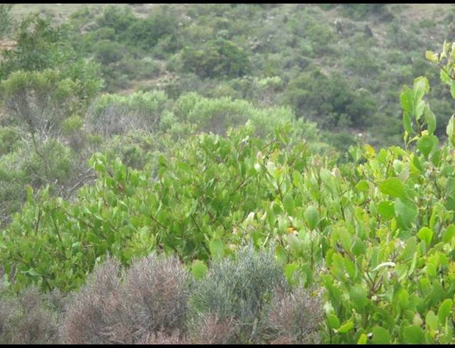 LAND FOR SALE IN MOSSEL BAY EXT 26